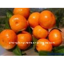 China (NEU) frische Orange NIEDRIGER PREIS